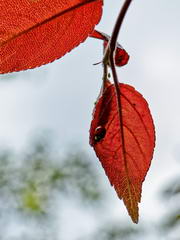 Poezii de Tibu Gelu B.